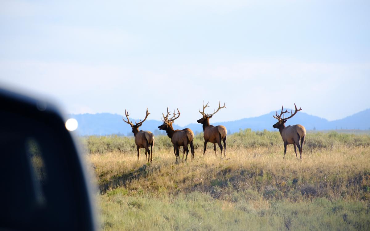 yellowstone-02.jpg