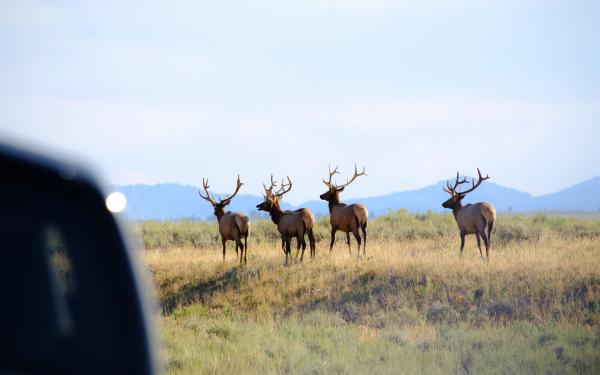 yellowstone-02