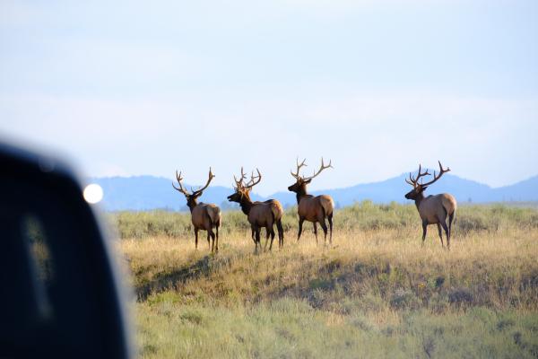 Yellowstone