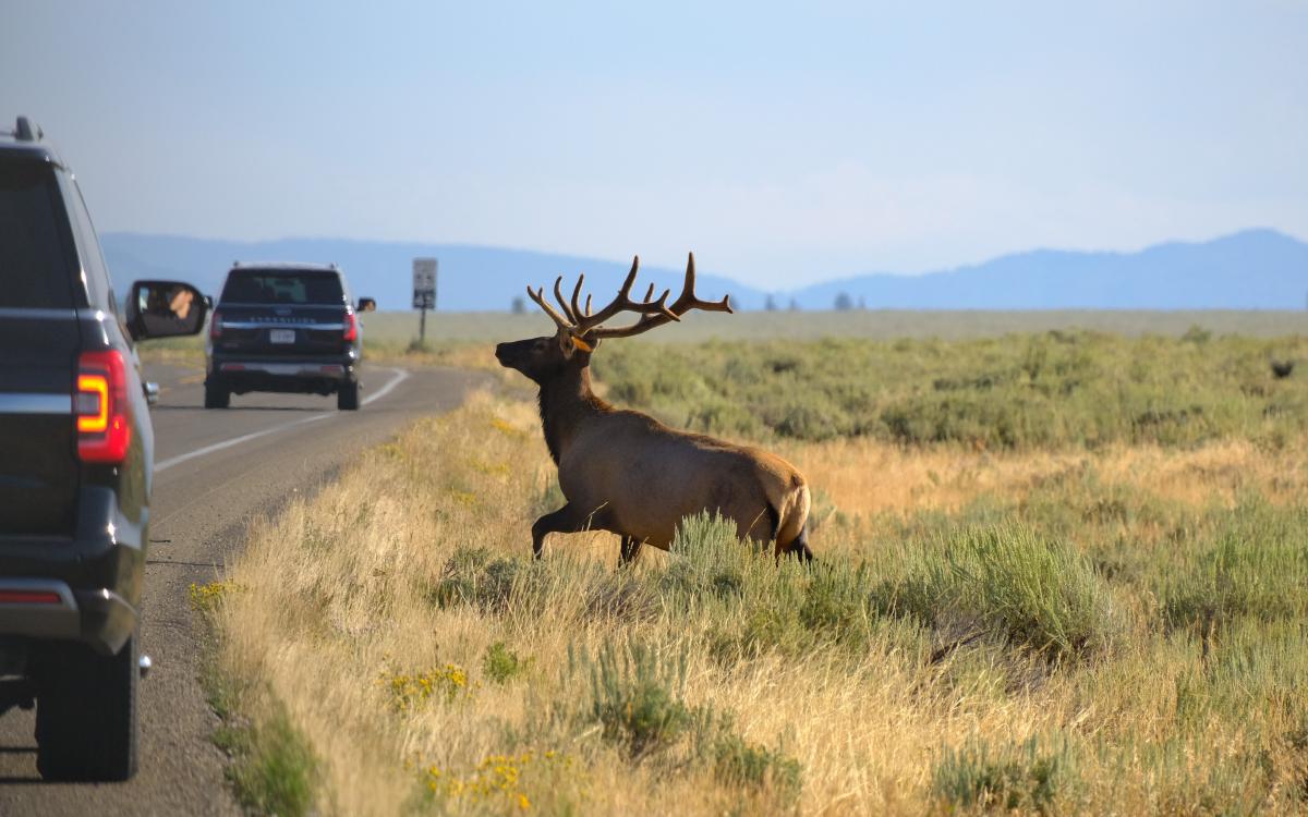 yellowstone-03.jpg