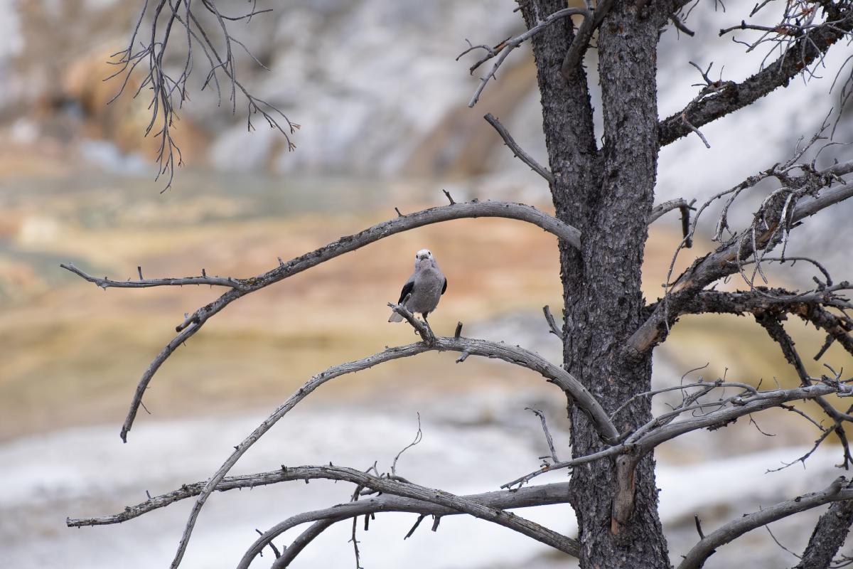 yellowstone-09.jpg