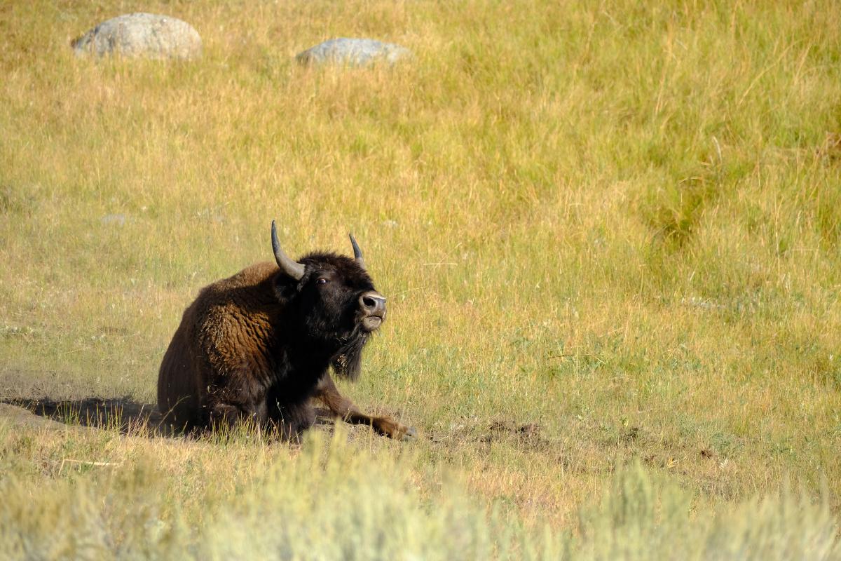 yellowstone-10.jpg