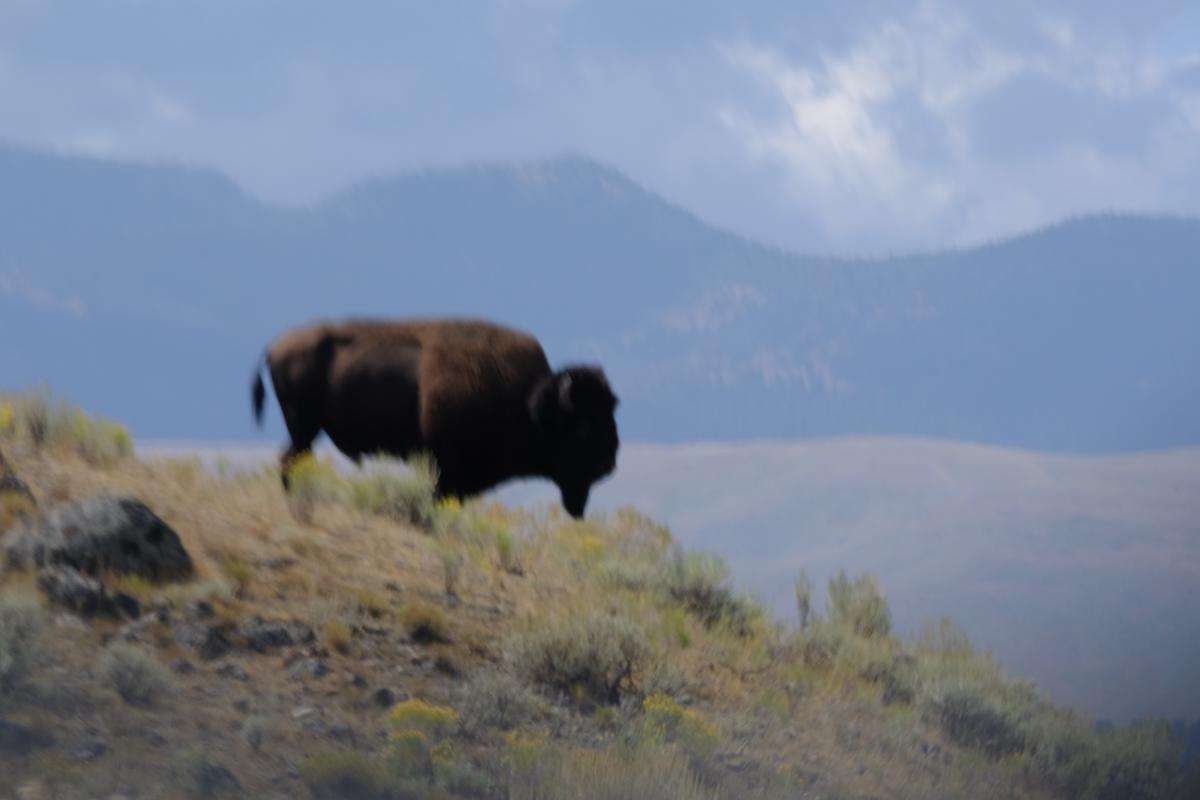 yellowstone-11.jpg