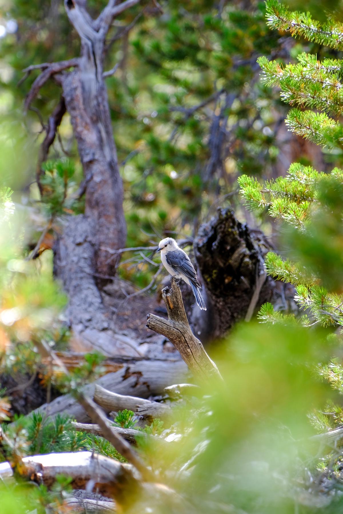 yellowstone-14.jpg