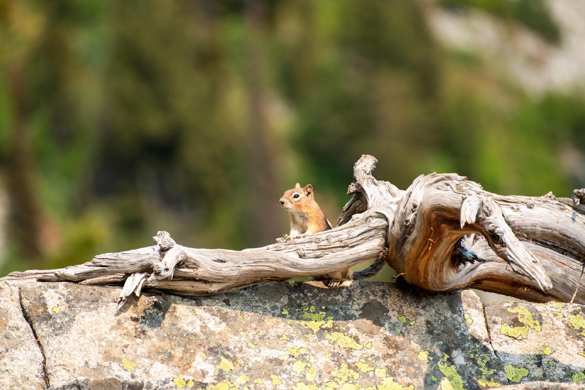 yellowstone-16.jpg